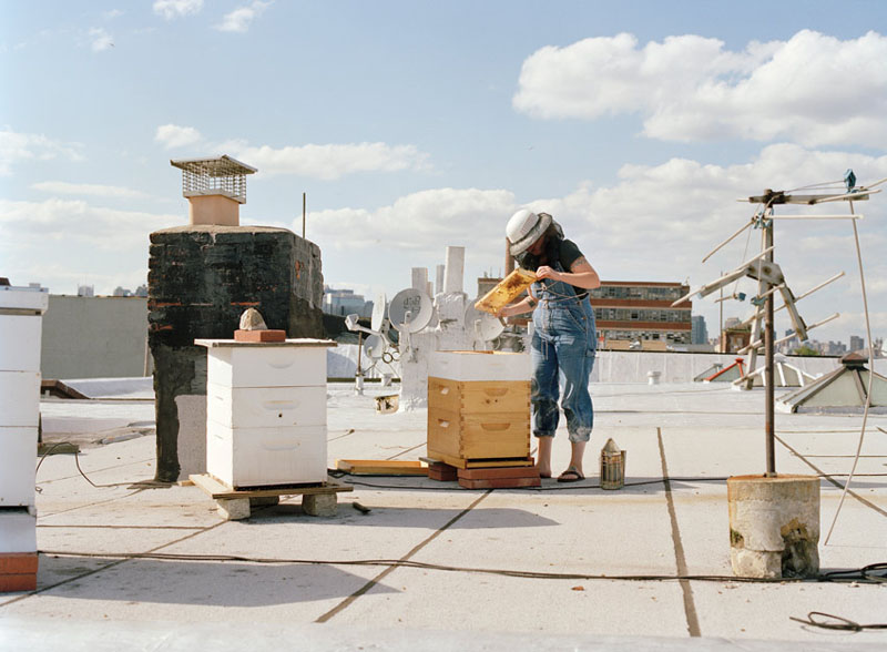 μελισσοκομία στην πόλη
