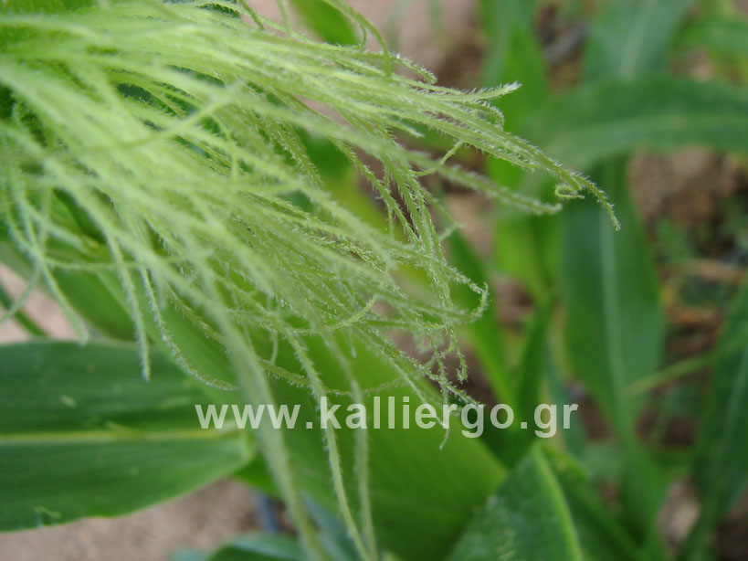 closeup corn silks