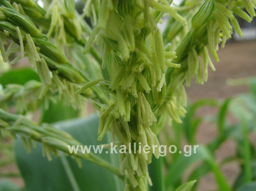 closeup corn tassel