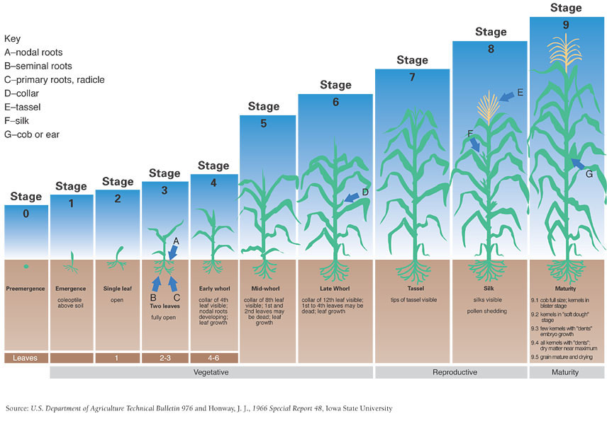 στάδια ανάπτυξης καλαμποκιού