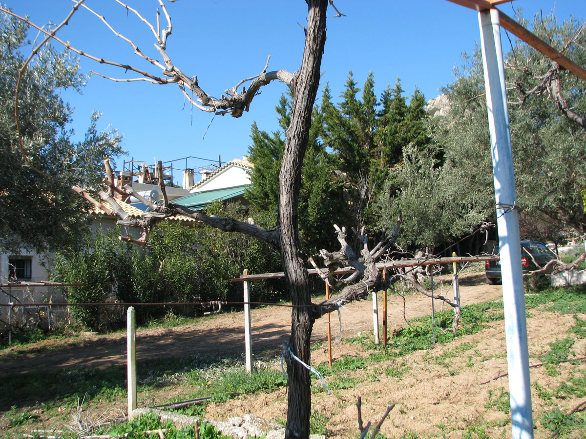 Το παλιό κλήμα πριν το μπόλιασμα