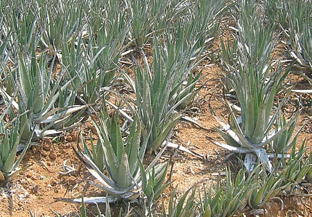 καλλιέργεια Αλόης Βέρα aloe vera