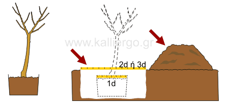 οδηγίες φύτεψης δένδρων 1