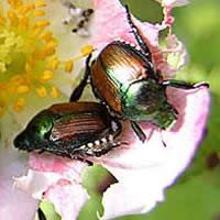 Σκαθάρια - Japanese Beetles