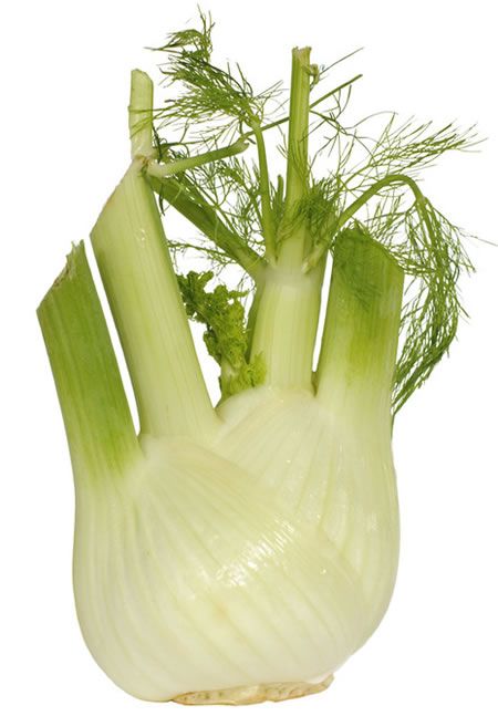 ΜΑΡΑΘΟΣ-FENNEL-FINOCCHIO