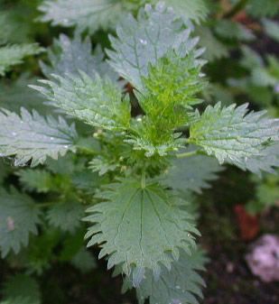 Photo by Carl Farmer - Urtica Urens