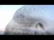 amazing starlings murmuration (full HD) -www.keepturningleft.co.uk