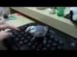 Bird defend keyboard