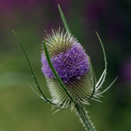 Dipsacus fullonum