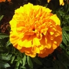 Tagetes patula &#039;Packstar Bee&#039;