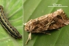 Κάμπιες Λεπιδοπτέρων Spodoptera littoralis