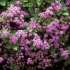 Ageratum houstonianum