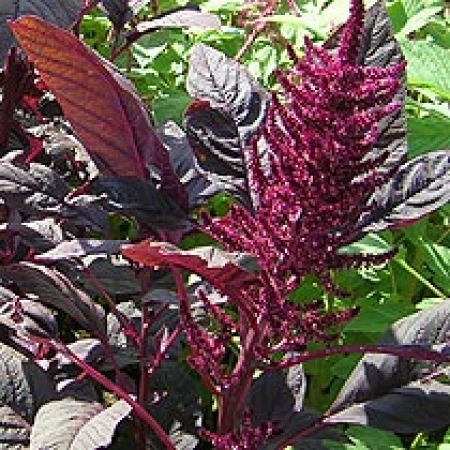 Amaranthus hypochondriacus &#039;Pygmy Torch&#039;