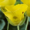 Calochortus luteus &#039;Golden Orb&#039;