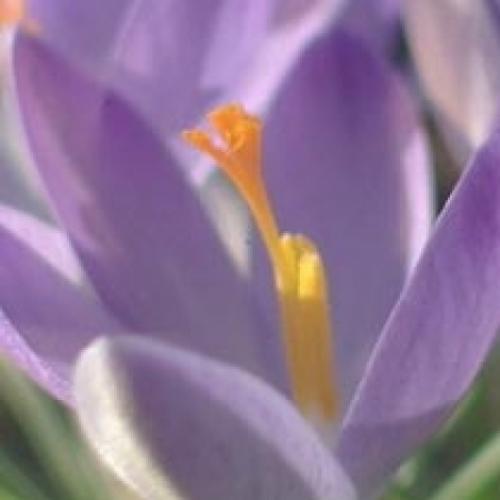 Crocus tommasinianus