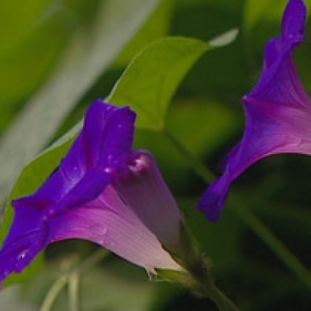 Ipomoea purpurea