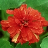 Tropaeolum majus &#039;Hermine Grashoff&#039;