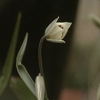 Tulipa turkestanica