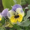 Viola Hobbit Series Lavender and Yellow