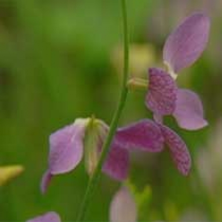 Matthiola longipetala