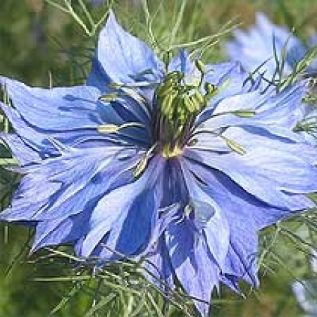 Nigella damascena &#039;Miss Jekyll&#039;