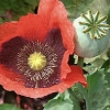 Papaver somniferum