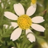 Anthemis arvensis