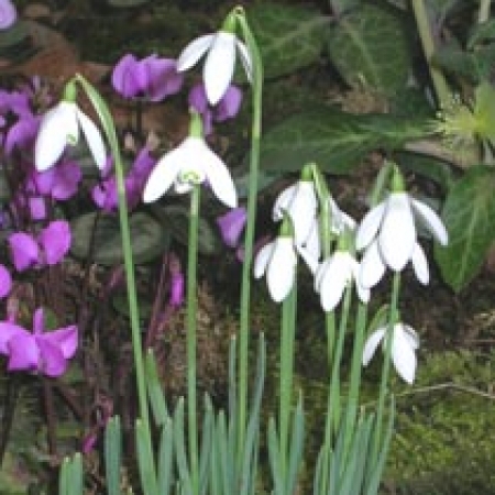 Galanthus nivalis