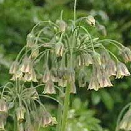 Nectaroscordum siculum subsp. bulgaricum