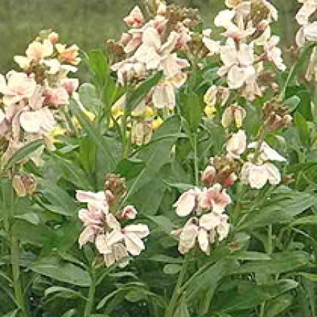 Erysimum cheiri &#039;Sunset Apricot&#039;