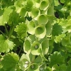 Moluccella laevis