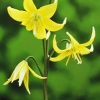 Erythronium &#039;Pagoda&#039;