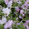 Petunia &#039;Pearly Wave&#039;