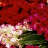 Celosia argentea