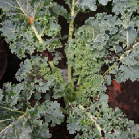 Brassica oleracea