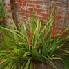 Watsonia &#039;Stanford Scarlet&#039;