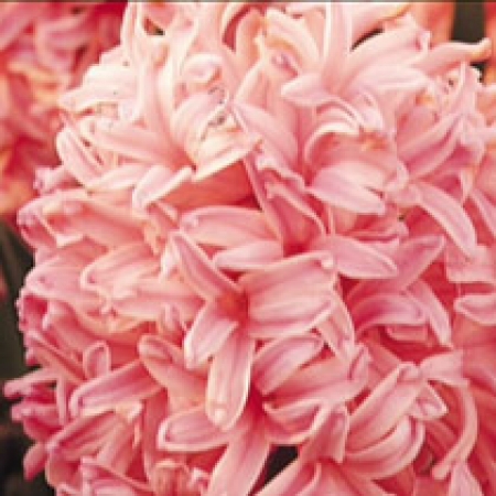 Hyacinthus orientalis &#039;Pink Pearl&#039;