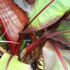 Ensete ventricosum &#039;Maurelii&#039;