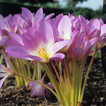 Colchicum speciosum