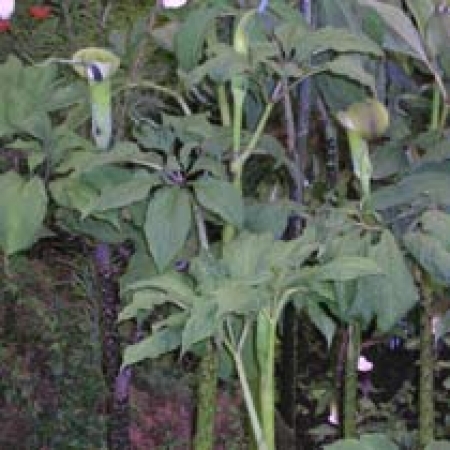 Arisaema tortuosum