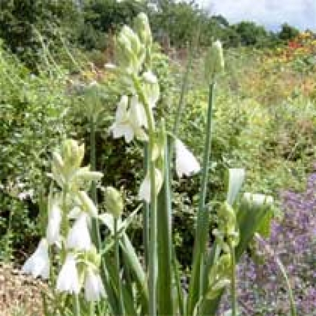 Galtonia candicans