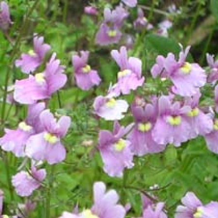 Nemesia &#039;Innocence&#039;