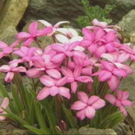 Rhodohypoxis baurii