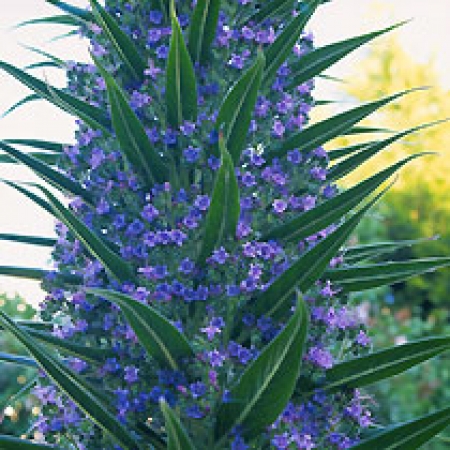 Echium pininana