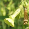 Nicotiana langsdorffii