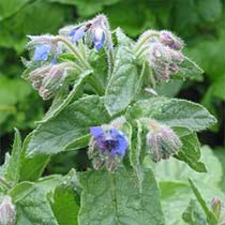 Borago officinalis