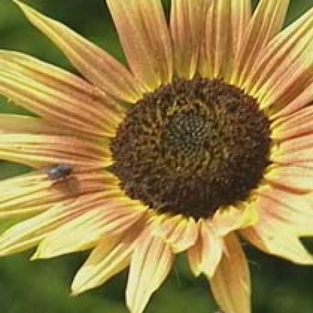 Helianthus annuus &#039;Pastiche&#039;