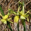 Narcissus &#039;Hawera&#039;