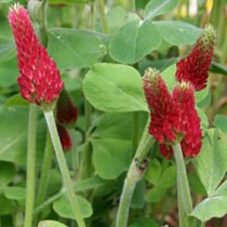 Trifolium incarnatum