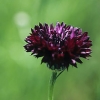 Centaurea cyanus &#039;Black Ball&#039;